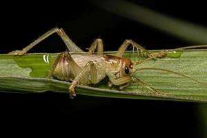 nymphe de cricket rauque mâle photo