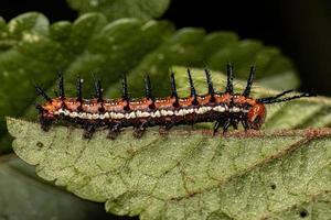 chenille de papillon fritillaire mexicain photo