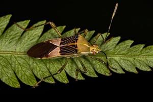 punaise à pieds feuille adulte photo