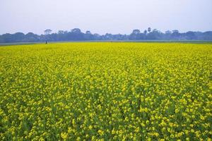 belle fleur de colza en fleurs jaunes dans le champ vue sur le paysage naturel photo