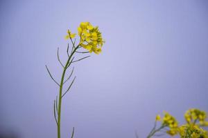 gros plan sur une belle fleur de colza jaune en fleurs avec un arrière-plan flou photo