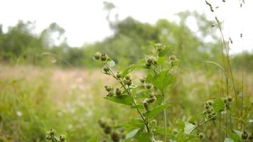 fleur de pointe de champ et herbes hautes photo