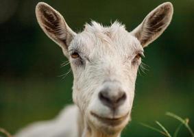 beau portrait de chèvre photo