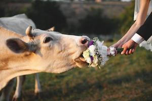 la vache mange le bouquet de mariage des mariés. photo