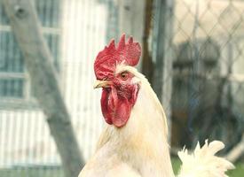 coq blanc avec un grand portrait de peigne rouge vif de profil photo