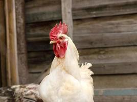 portrait d'un coq blanc au regard menaçant sur fond de clôture en bois. profil d'une poule mâle adulte photo