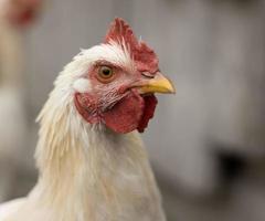 la poule blanche regarde avec colère le spectateur. portrait d'un poulet domestique en colère photo