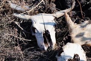 le crâne de vache blanche avec des cornes se trouve dans l'herbe parmi d'autres os. concept de mort, déchets d'abattoir et déchets, style bohème et occulte photo