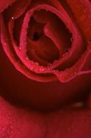 fleur de rose rouge macro photo