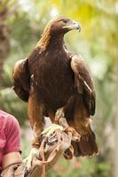 aigle royal de californie et maître-chien photo