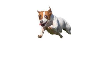 énergique jack russell terrier chien court sur l'herbe photo
