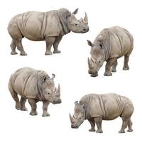 ensemble de rhinocéros isolé sur fond blanc photo