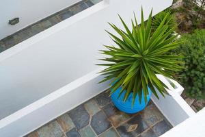 vue abstraite du patio et de la plante succulente à santorin en grèce. photo