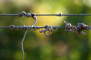 raisins et vignes photo