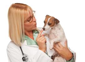 jolie femme médecin vétérinaire avec petit chiot photo