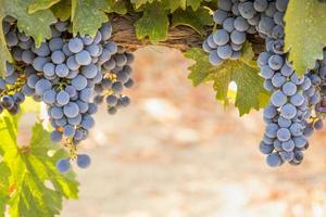 beaux boisseaux de raisins de cuve luxuriants dans le vignoble photo