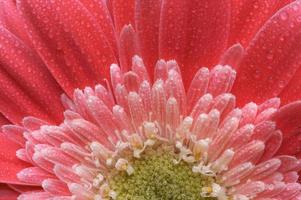 marguerite gerber rose macro avec des gouttes d'eau photo