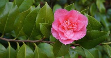 incroyable beau camélia rouge - camellia japonica, connu sous le nom de camélia commun ou camélia japonais. photo