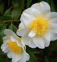 camélia japonica kamo. fleur de honnami au soleil du matin en gros plan. photo