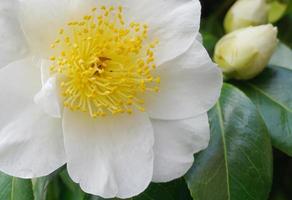 camélia japonica kamo. fleur de honnami au soleil du matin en gros plan. photo