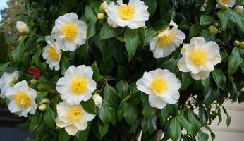 camélia japonica kamo. fleur de honnami au soleil du matin en gros plan. photo