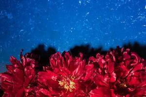 pivoines rouge vif se bouchent sur fond bleu texturé. orientation horizontale. photo