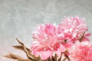 merveilleuses pivoines rose pâle douces et fraîches sur fond gris clair avec espace de copie. photo