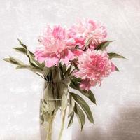 bouquet de belles pivoines rose pâle douces et fraîches dans un vase en verre transparent sur gris clair à faible contraste. photo