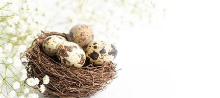 oeufs de caille dans le nid avec des fleurs de gypsophile blanches sur fond blanc. bannière de Pâques. espace de copie. photo