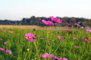 champ de fleurs cosmos bipinnatus, fleurs en pleine floraison avec de belles couleurs. mise au point douce et sélective. photo