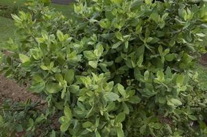 Vergerette indienne Pluchea indien 'daun beluntas' fond vert. plante médicinale photo