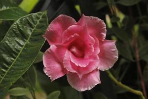 mandevilla x amabilis rose dans le jardin. photo
