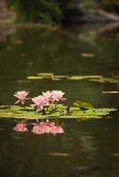 belles fleurs de lotus roses étang de nénuphars photo
