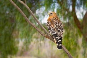 california red hawk regardant depuis l'arbre. photo