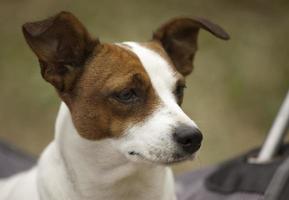 jack russell terrier portrait photo