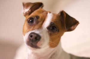 jack russell terrier portrait photo