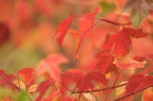 feuilles d'automne en gros plan photo