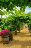 jeune couple parlant une promenade parmi le vignoble de raisin de cuve. photo