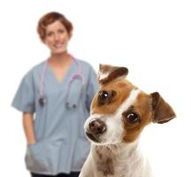 Jack Russell Terrier et femme vétérinaire derrière photo