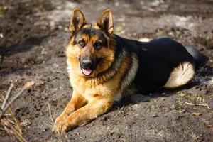 chien de berger allemand sur la forêt photo