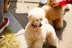 Beau caniche nain blanc soigné debout sur la rue de la ville photo