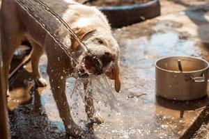 drôle de chien labrador joue avec de l'eau photo