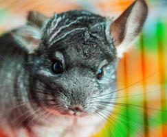 gros plan chinchilla photo