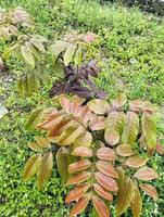 photo longane dimocarpus, feuilles de longane fokus sélectionnés pour fond naturel