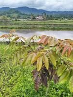 photo longane dimocarpus, feuilles de longane fokus sélectionnés pour fond naturel