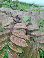 photo longane dimocarpus, feuilles de longane fokus sélectionnés pour fond naturel