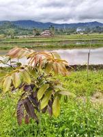 photo longane dimocarpus, feuilles de longane fokus sélectionnés pour fond naturel