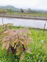 photo longane dimocarpus, feuilles de longane fokus sélectionnés pour fond naturel