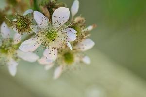 fleurs de cerisier sur les branches d'un cerisier. pétales rêveurs et délicats qui fleurissent photo