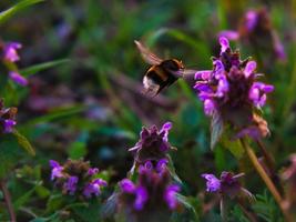 bourdon recueillant le nectar sur une fleur. approche de la fleur. prise de vue macro photo